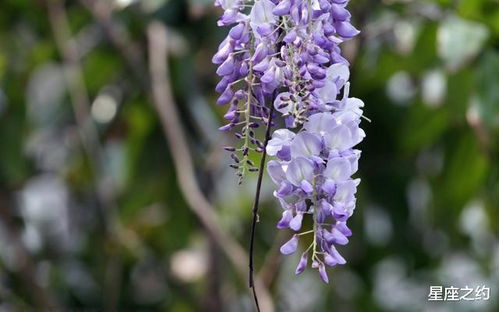 紫藤花的深爱寓意