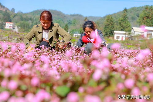 懒人种植药材，成新趋势！