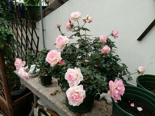 月月花开， 阳台添彩——适合阳台盆栽的微月品种大揭秘