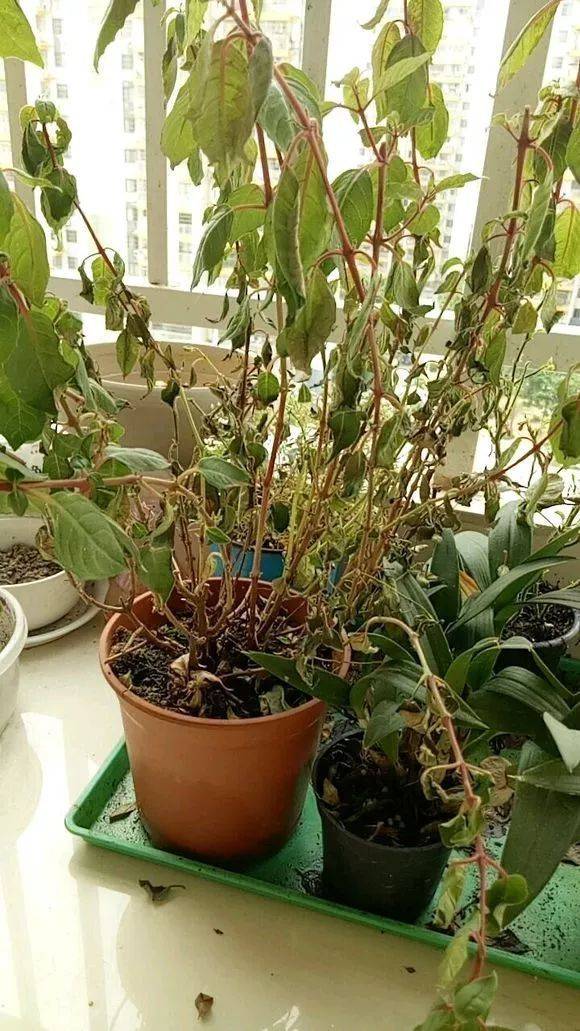 顺应自然 种花也有道