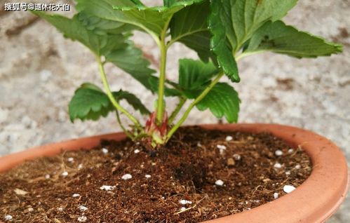 盆栽多久换一次土？