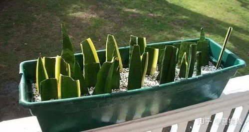 土壤干透了吗？该给花儿浇浇水了吗