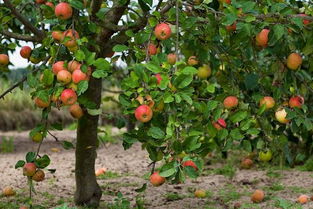 苹果树、橘子树，年年开花后来啊