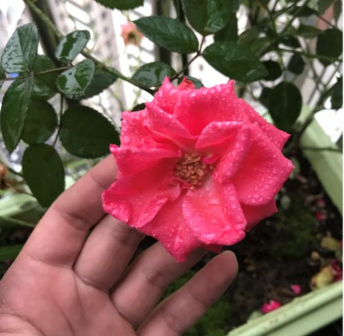 月季花栽培要点中，如何正确施肥才能促进其开花旺盛