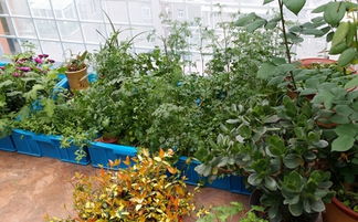 园艺植物的分类