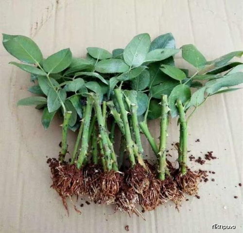 春天藤本月季扦插的黄金时期