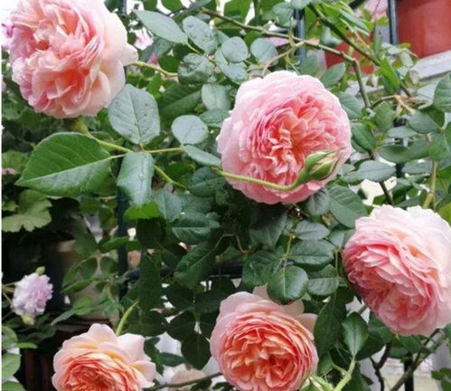 土壤养分不足， 月季花会闹脾气