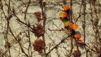 爬山虎在冬天真的不会被冻死吗？