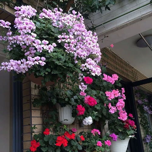 天竺葵种植指南：简单步骤，轻松绽放您的阳台花园