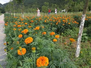 灰霉病：植物界的“灰色幽灵”