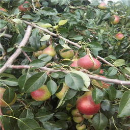 果树苗木， 梨树苗、苹果苗者阝有