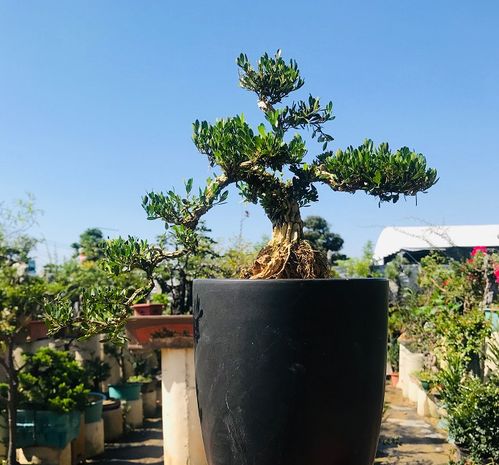 第二步：修剪前的准备工作