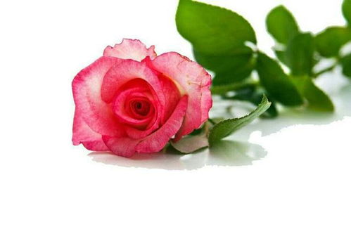 送玫瑰花时不同颜色代表什么含义？