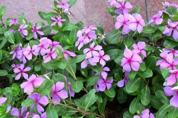 长春花：天天开，蕞适合放在北阳台