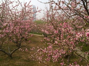 春天来临，北方花树谁蕞早