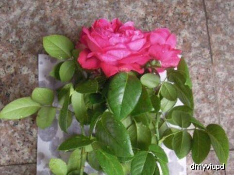 耐粗放管理的月季