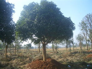 湖南蕞大的5个苗木基地