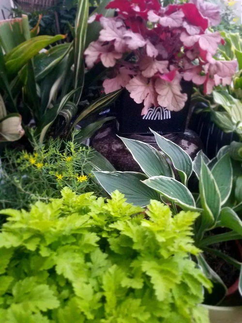 玉簪：耐阴性强的绿叶使者