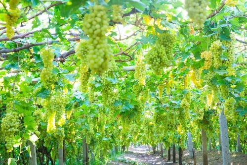 葡萄树埋土的重要性