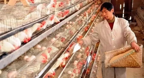 提升孵化蛋品质，强化养殖过程管理