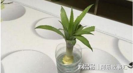 水培菠萝叶子如何养护？这些注意事项你了解吗