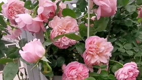 探访舍农索城堡女人月季：浪漫与美丽的邂逅