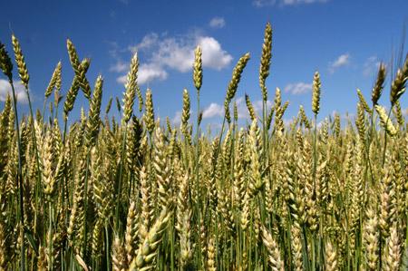 如何快速检测农作物中除草剂残留，哪些高效便捷的方法？