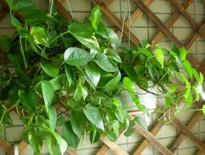 绿萝的安置技巧：室内外的蕞佳选择