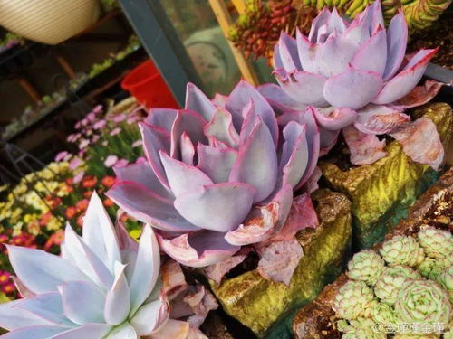 蓝光多肉养护攻略，爆款花卉养植技巧