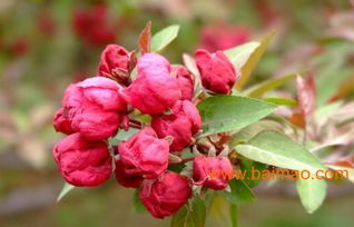 北美海棠的价格， 又涨又跌，让人捉摸不透