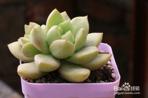 帝冠多肉植物养殖方法及注意事项，繁殖方法介绍