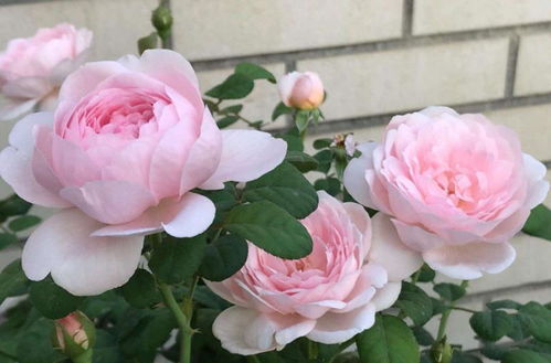 詹尼斯月季的生长特点：枝繁叶茂， 花团锦簇