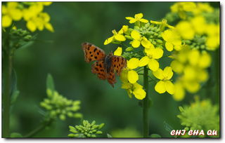 2. 为什么这些花Zui美呢？