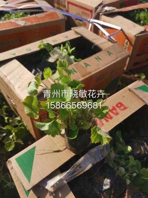绿篱新植后的除草剂使用疑虑