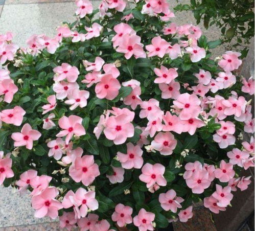 长春花的注意事项