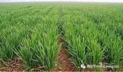 配方一：2甲·双氟，效果杠杠的！