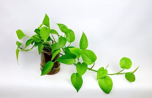 绿萝绽放的寓意是什么？它开花的象征意义和美好寓意有哪些