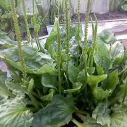 车前草的土壤条件