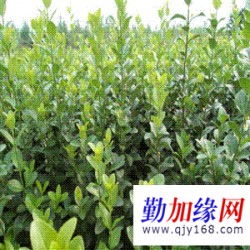 花椒幼苗生长期间，选对除草剂的重要性