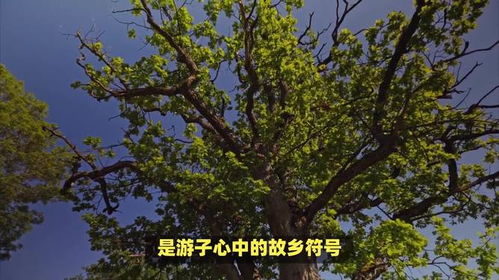 黄花槐的寓意与象征意义中，它所蕴含的文化内涵和象征意义有哪些