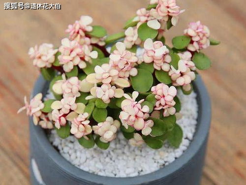 紫珍珠养殖时如何调整光照和施肥，使叶片更加粉嫩有光泽