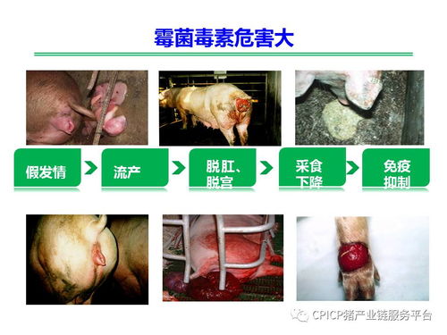 膳食纤维对妊娠母猪有何益处？如何影响其消化吸收和繁殖性能