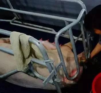 新生仔猪护理有哪些关键细节需要注意？