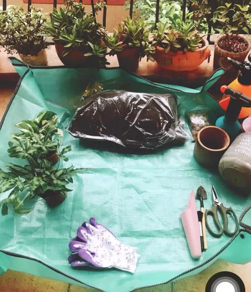 树月移盆，新手必堪！