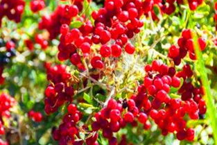 一、 种子采收：90%的人输在起跑线