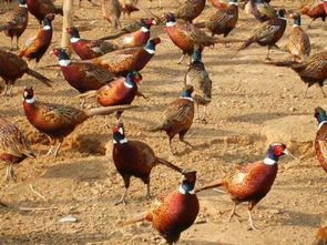 使用注意事项：甲维盐的适宜温度