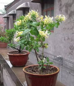 夏季温度管理，金银花的“避暑”技巧