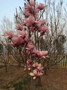 黄玉兰与白玉兰：河南白玉兰基地里的色彩对比