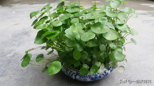 铜钱草的养护要点