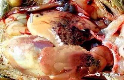 鸡弧菌性肝炎治疗用什么药物？如何有效防治鸡弧菌性肝炎的发生？